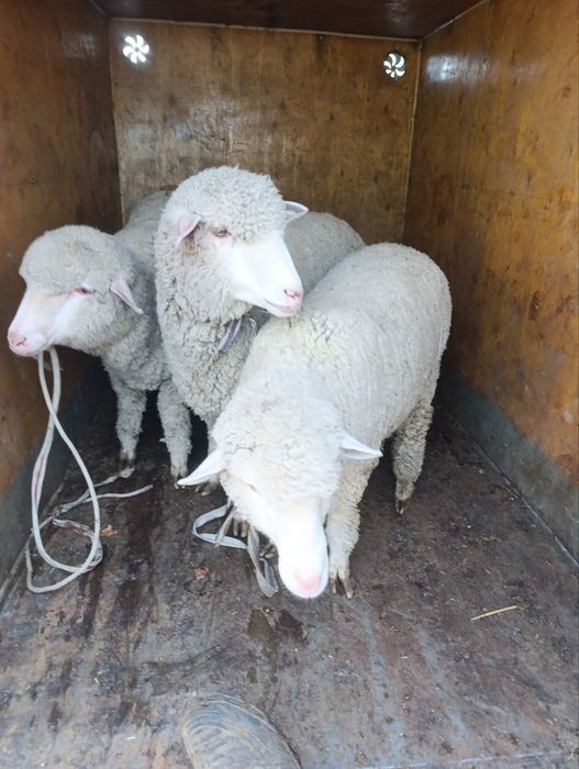 Bug'oz   Quy merenos parotadi urg'ochi  5ta bor 10 11 oylik