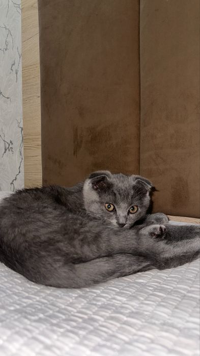 4-х месячный скотиш фолд