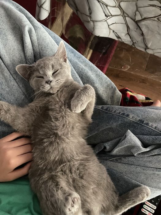 Продам британского котёнка, мальчик 6 месяцев