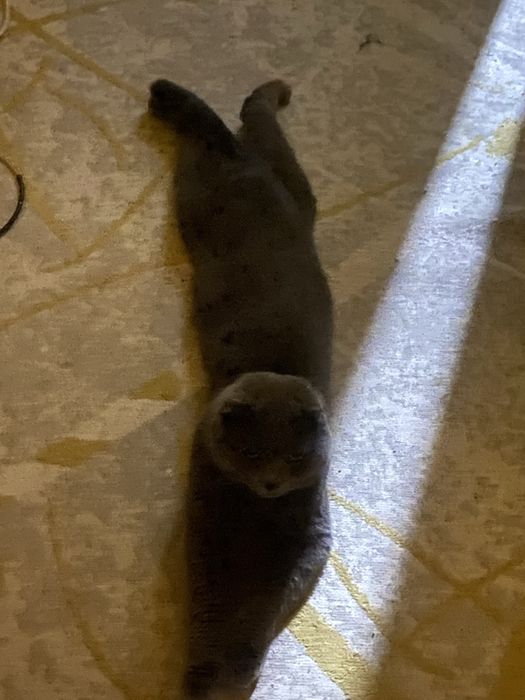 Британец вислоухий