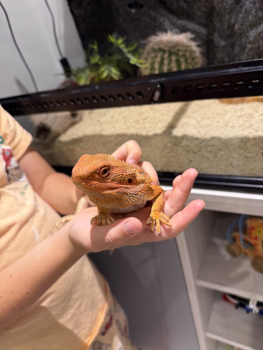 Vând Dragon cu Barbă (Pogona) + terariu complet echipat