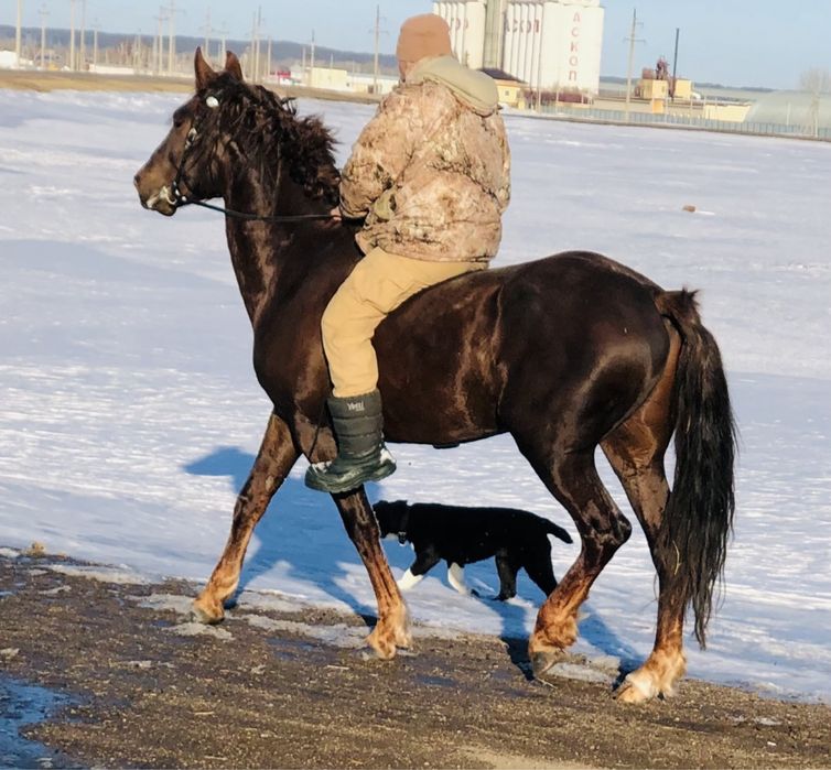 Жеребец полукровный