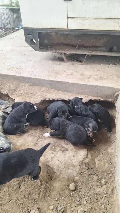 Күшік. Звонок. Тегін