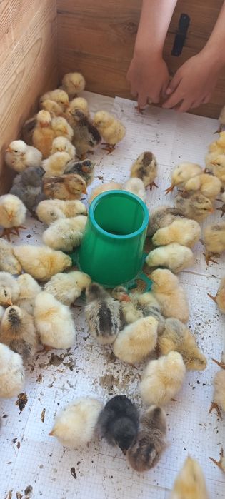 Продам цыплят разные пород
