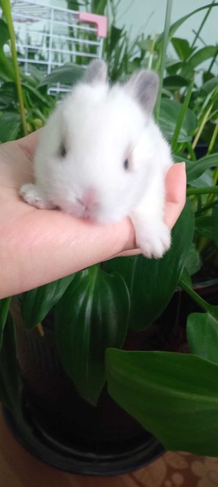 Karlik mitti quyonchalar bron