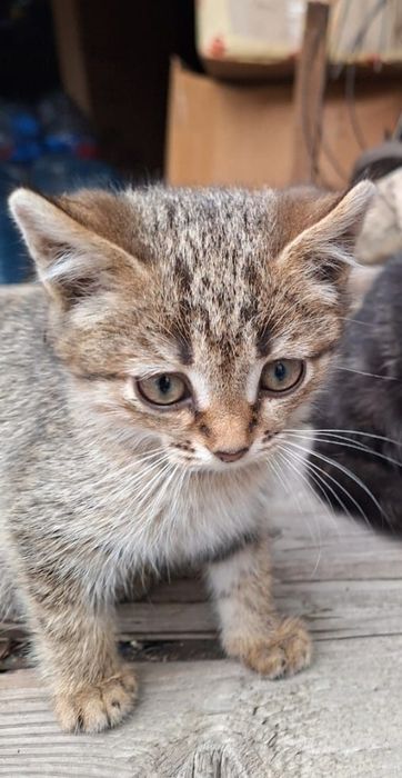 Отдам котёнка в добрые руки