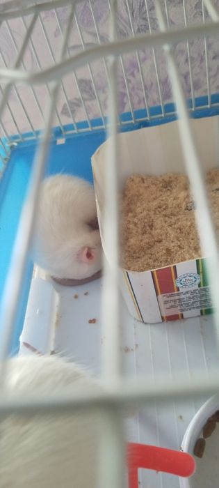 Отдам 2 крыс девочки