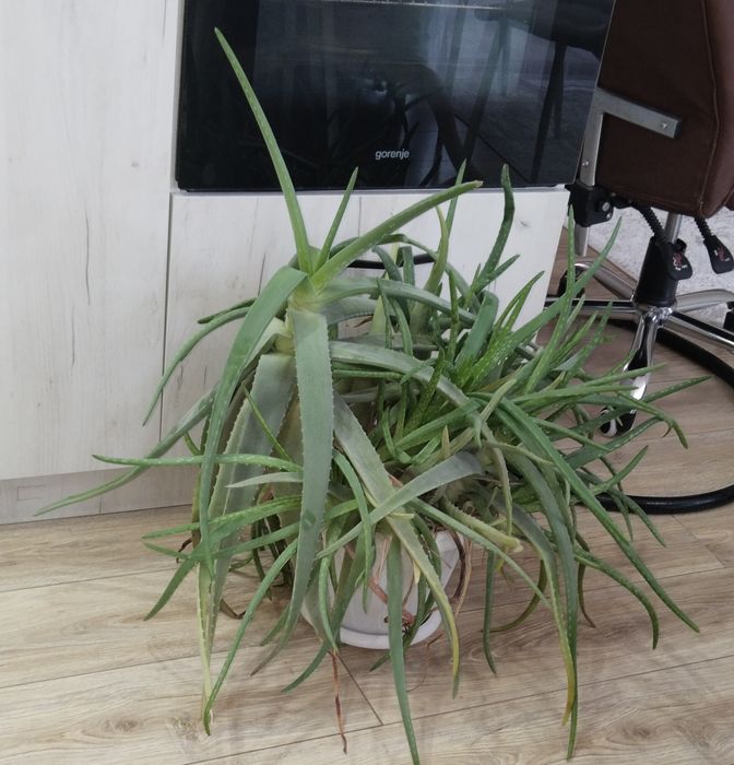 Продам алое  хорошый