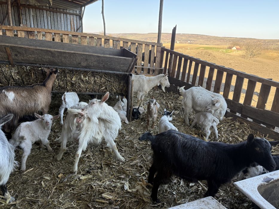 Capre cu iezi disponibile