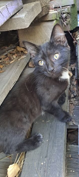 Котята две девочки! В добрые руки!
