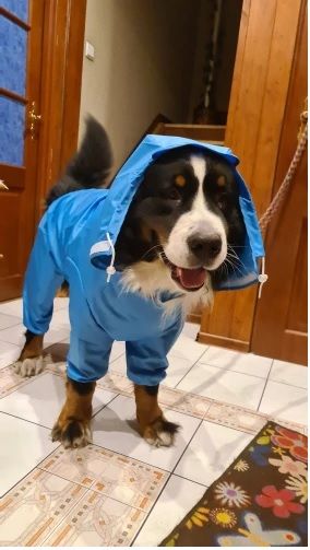 Дъждобран за голямо куче