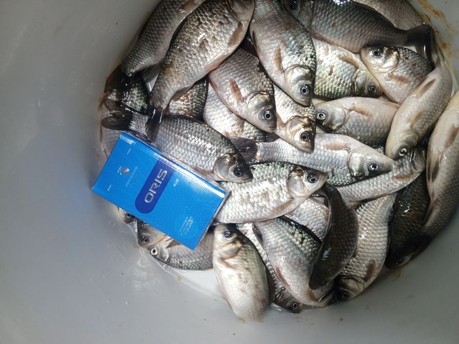 Живец, карасик.  средний и крупный.