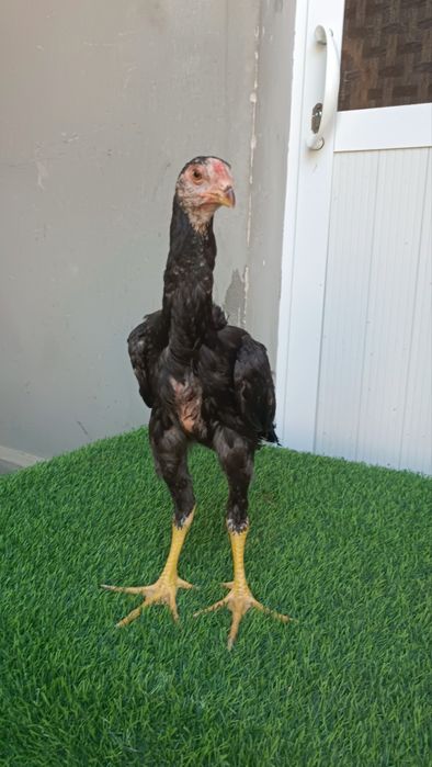 Joja xoroz sotiladi