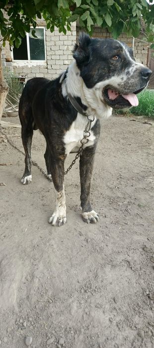 Srochna sotiladi alabay /yoshi endi 1 yoshlar toladi/name/axles