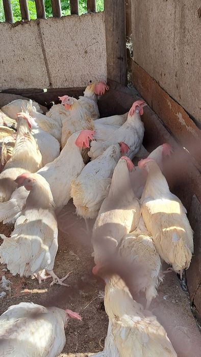 Куры несушки ДОСТАВКА