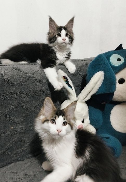 Котята породы Мейнкун!