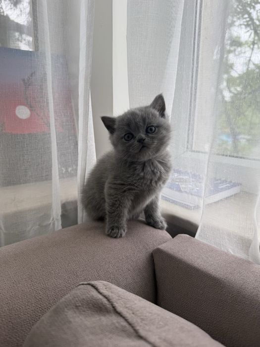 Британски късокосмести  и шотландски котенца