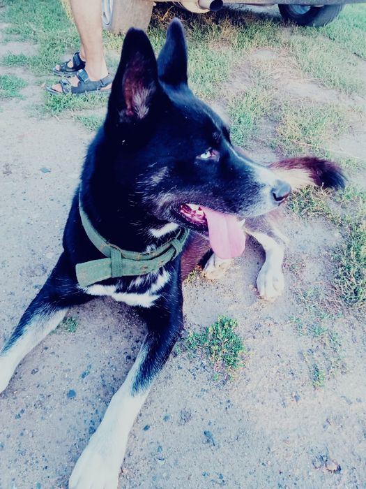 Хаски, вязка, кобель