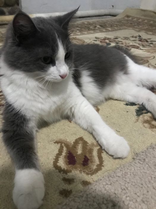 Skotch strayt 2 yosh ikqat toza foldga qoshilgan srochna sotiladi 500