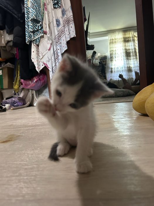 Сиямский котята