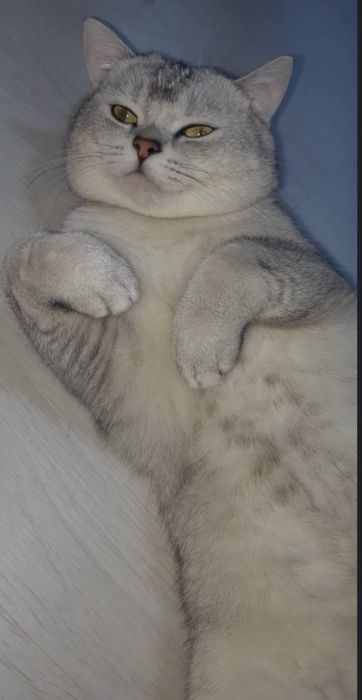 Породистые котята