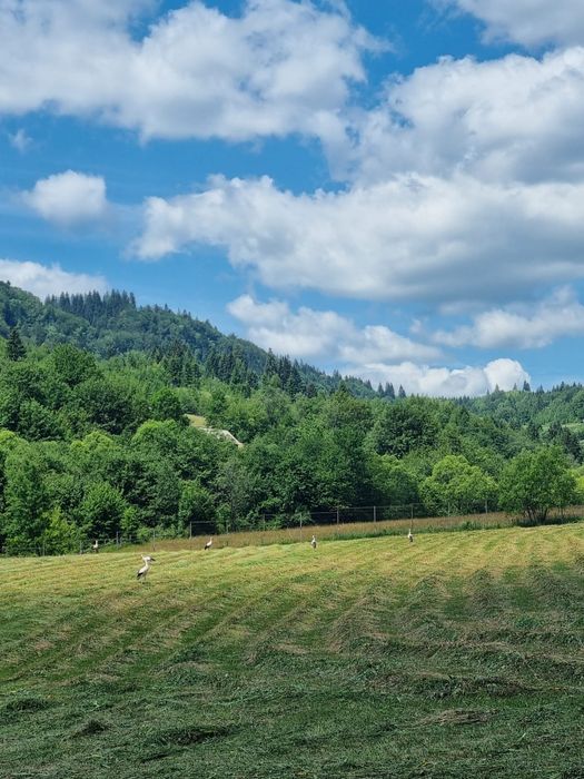 Casă/Cabană de vânzare în Bucovina Câmpulung Moldovenesc , 4158mp  teren  împrejmuit cu gard,