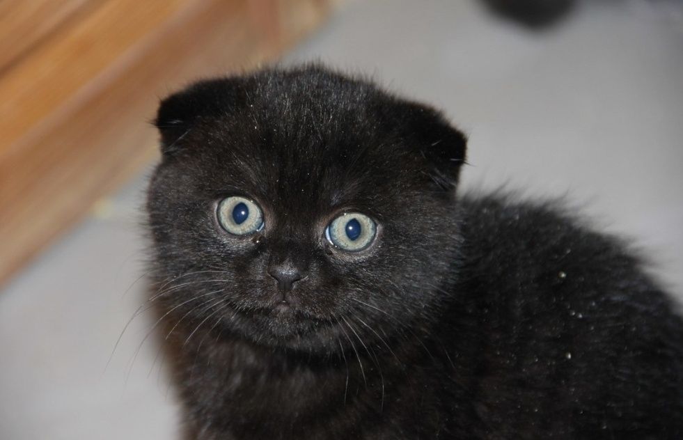 Шикарные котята 1.5 мес