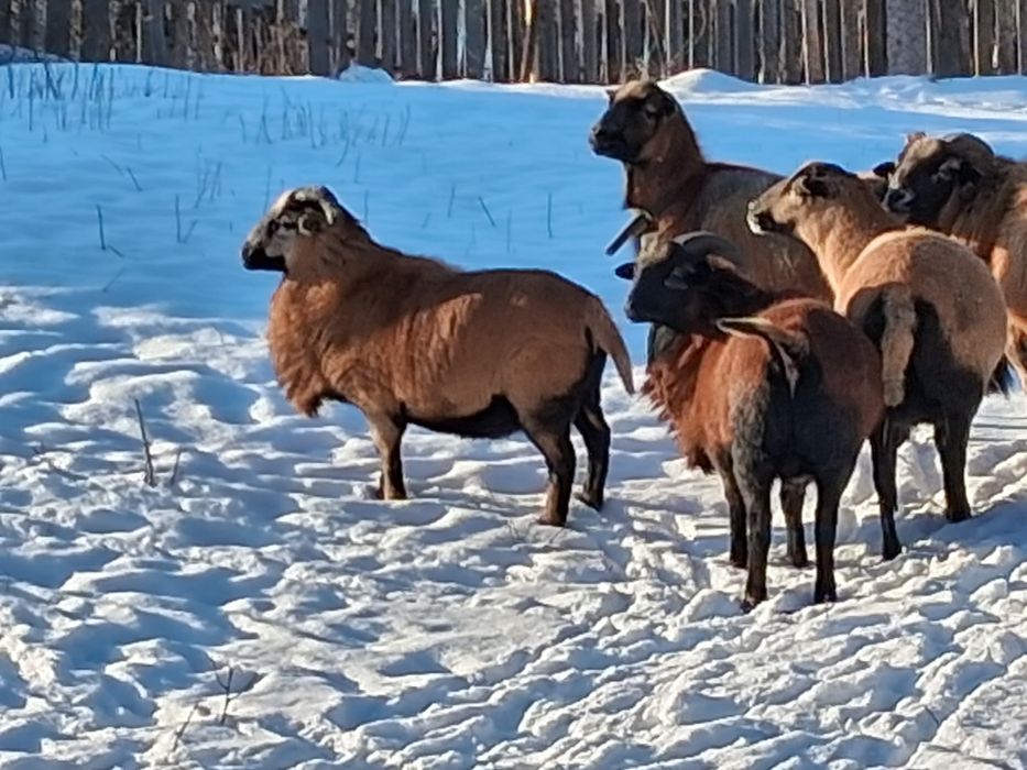 Berbec  camerun virsta 8 luni