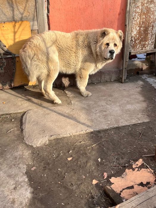 Собака алабай щенок
