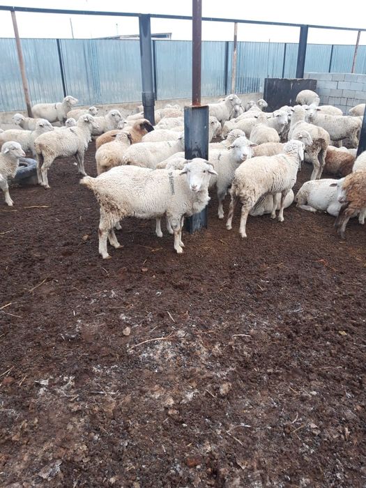 Койлар    сатылды