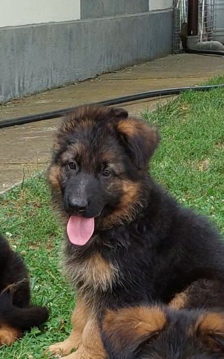 Pui Ciobănesc german- talie mare , păr lung
