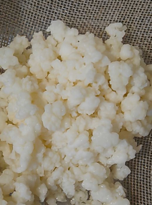 Chefir de apa de lapte Kombucha kefir japonez tibetan