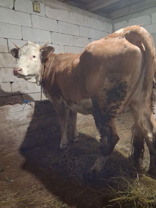 De vânzare 0 junca este  genstata în 4lunii este foarte blnda și foart