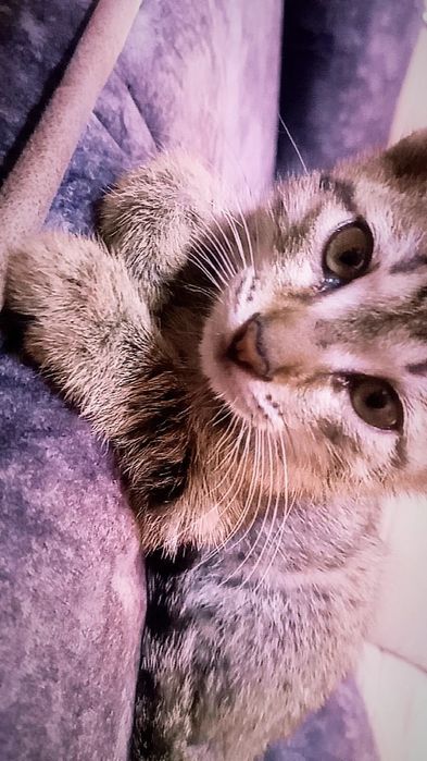 2 Oylik Shirintoy Mushukcha Sotiladi