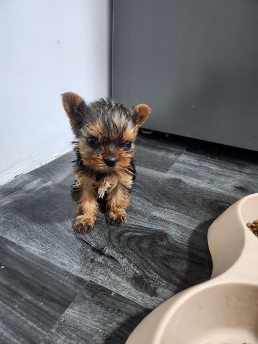 Yorkshire terrier talie mica