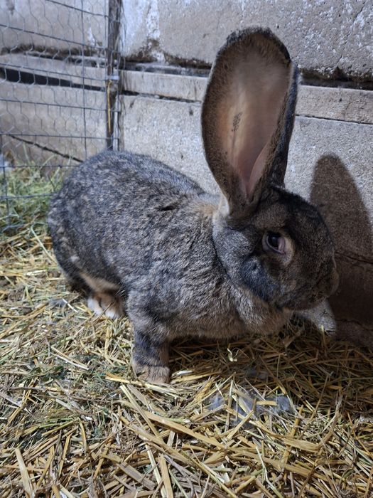 Vând iepuri Uriaș German Gri