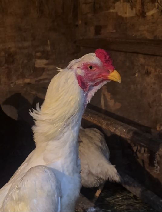 О ШАМО 100 %  немец жұмыртқасы  бар