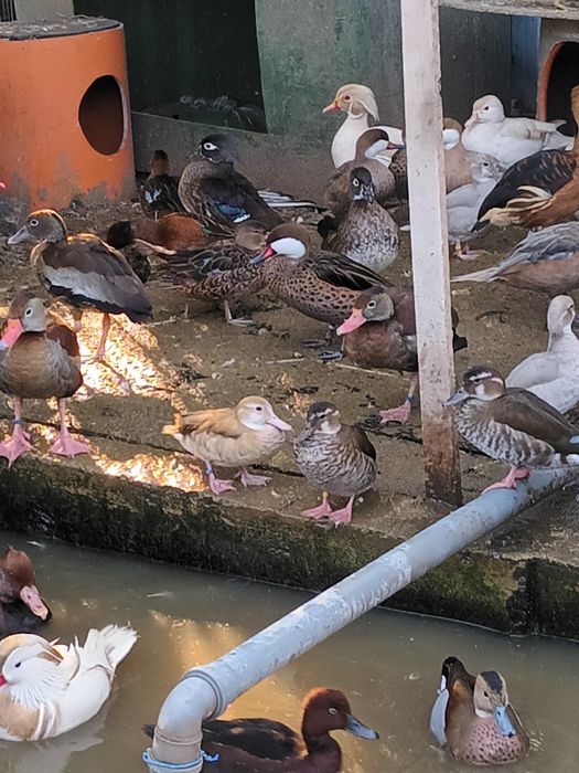 Vand pasari de ornament