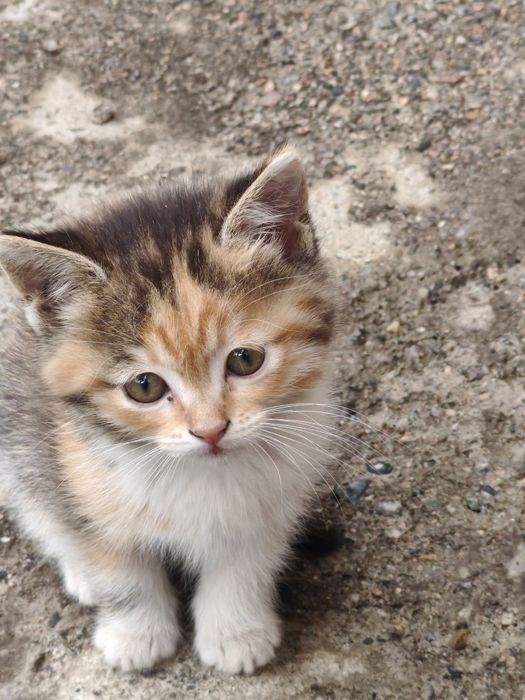 Котенок отдам бесплатно