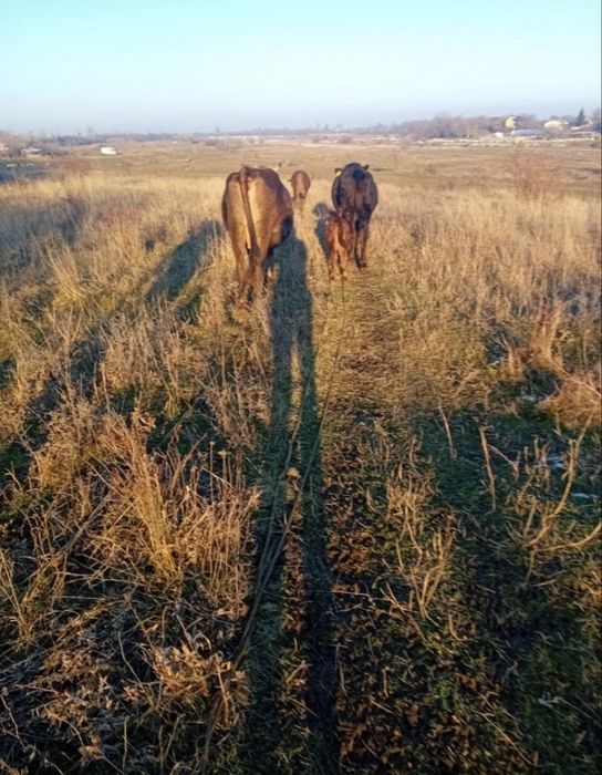 Vaci de vanzare!! Detalii la telefon