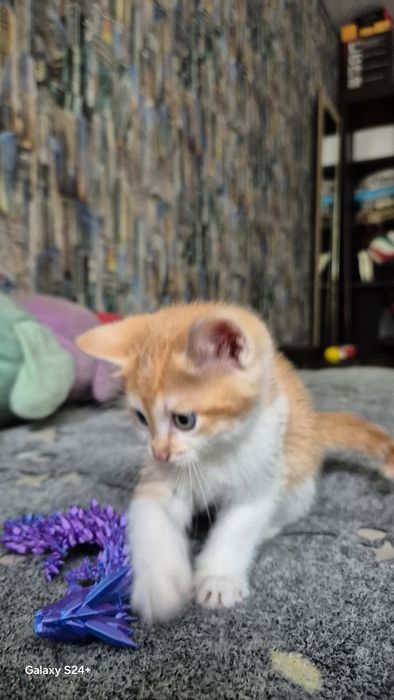 Отдам котят. К лотку приучены