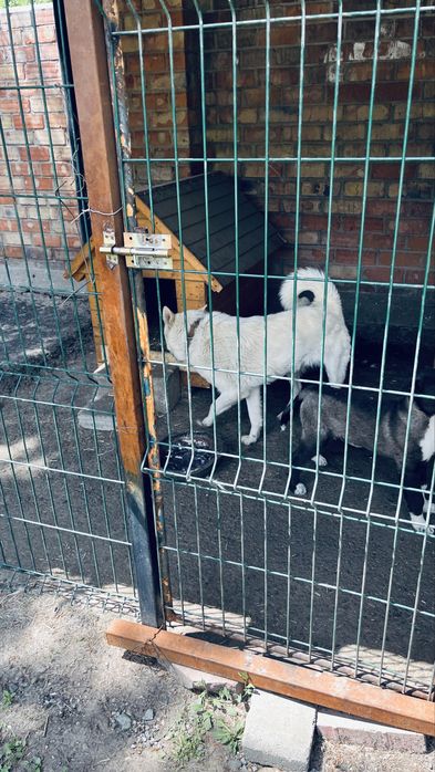 Продам лайку девочка 3,5 года рабочая собачка