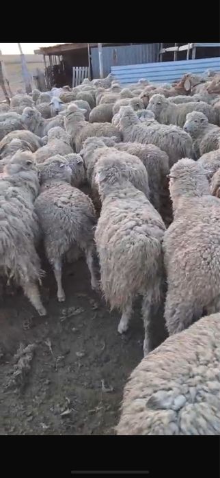 Баран / Қой оптом