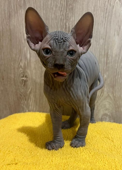 Sphynx Canadian pedigree si teste