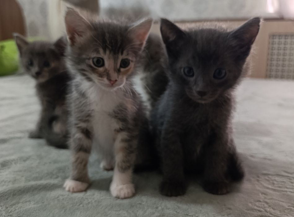 Отдам котят в добрые руки