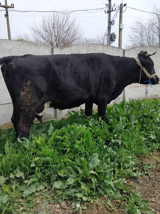 Vând 2 vaci gestante!