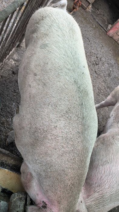 Vand Gaini / Cocosi si ce este în poze