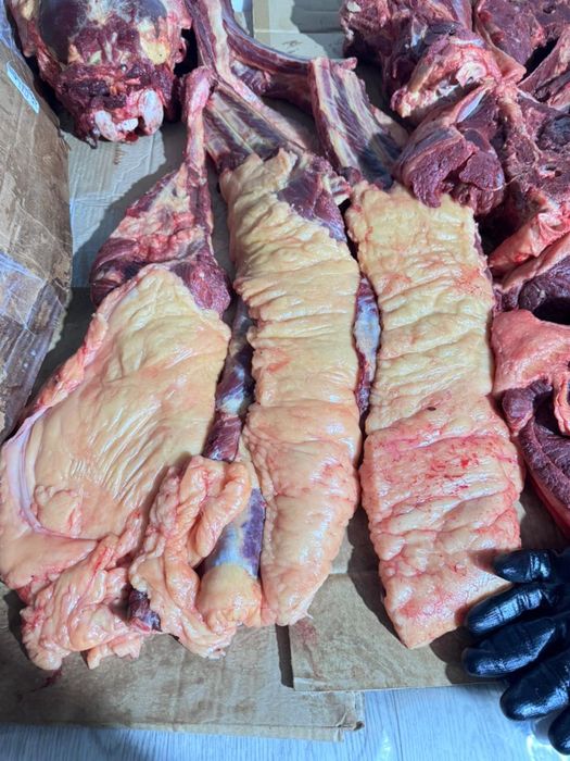 Мясо конины свежее