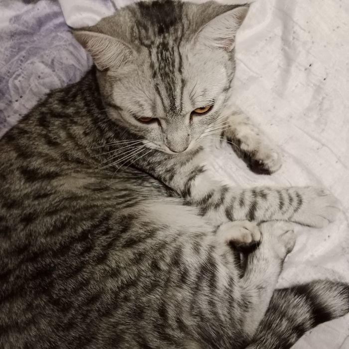 Вязка кошек и котов