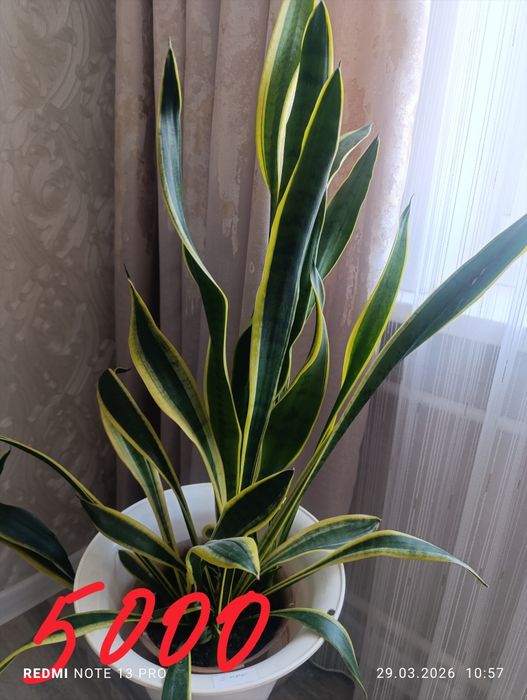 Комнатные  цветы